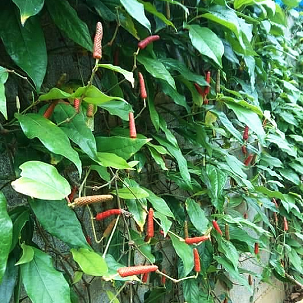 ヒバーチ(島胡椒) 250g(業務用）