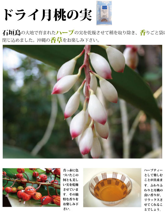 月桃の実（実のみネコポスいっぱい）沖縄産